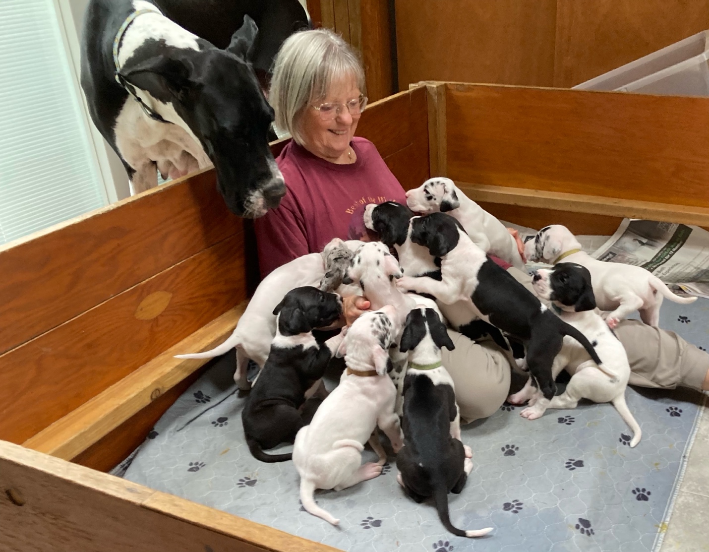 The Barbie x Rolland puppies, born August 7th